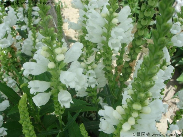 <a href='https://www.lvbad.com/caohuazhongzi/1078.html' target='_blank'>假龙头种子</a>发芽出苗开花图片