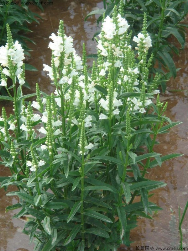 <a href='https://www.lvbad.com/caohuazhongzi/1078.html' target='_blank'>假龙头种子</a>发芽出苗开花图片
