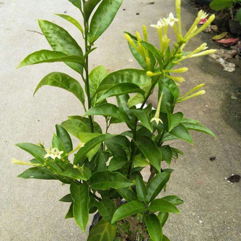 夜来香种子种植方法是什么