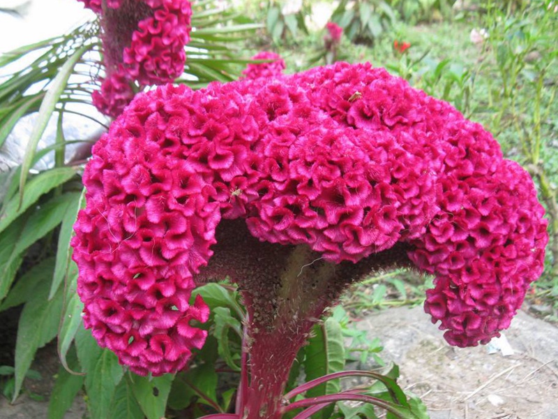 药用<a href='https://www.lvbad.com/caohuazhongzi/1076.html' target='_blank'>鸡冠花</a>
