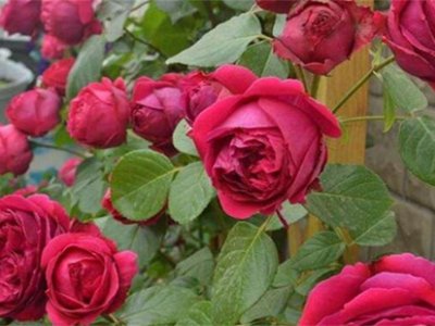 玫瑰花的特点和外貌 花期是什么时候
