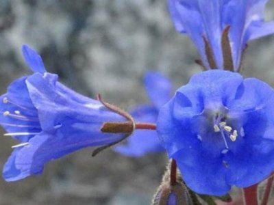 蓝铃花的花期在几月份 什么时候播种比较好