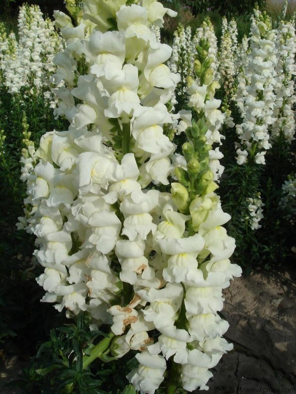 <a href='https://www.lvbad.com/caohuazhongzi/1569.html' target='_blank'>金鱼草种子</a>发芽出苗开花图片