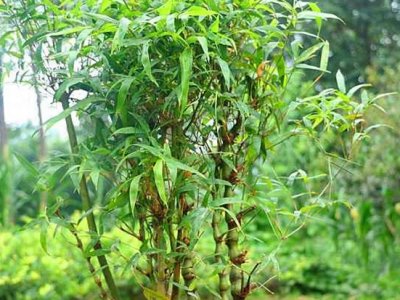 佛肚竹的养殖方法和注意事项