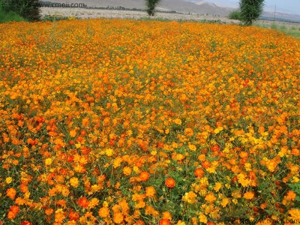 硫华菊<a href='https://www.lvbad.com/' target='_blank'>种子</a>发芽出苗图片