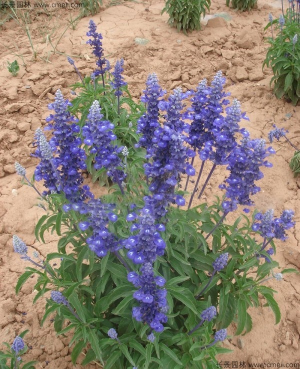 <a href='https://www.lvbad.com/caohuazhongzi/1626.html' target='_blank'>鼠尾草种子</a>发芽出苗开花图片