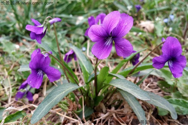 <a href='https://www.lvbad.com/caohuazhongzi/1656.html' target='_blank'>紫花地丁种子</a>发芽出苗开花图片