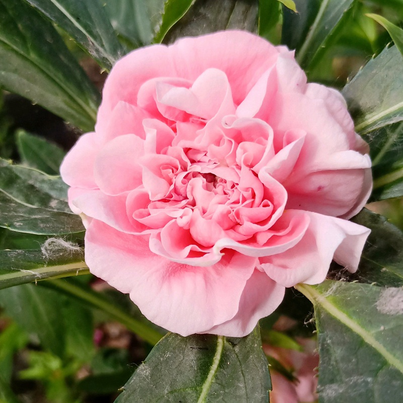<a href='https://www.lvbad.com/caohuazhongzi/1051.html' target='_blank'>凤仙花</a>