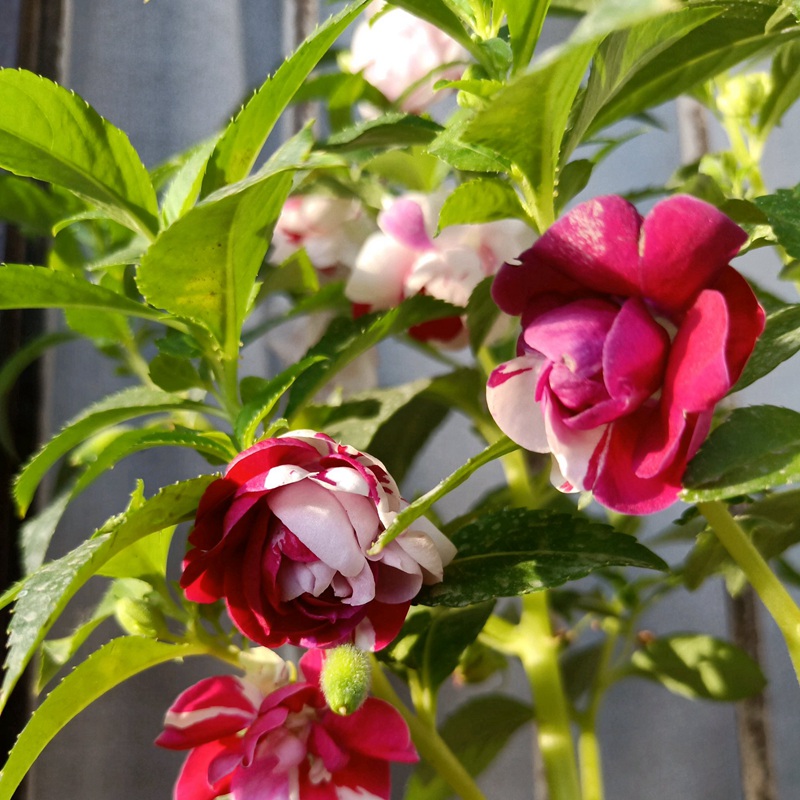 <a href='https://www.lvbad.com/caohuazhongzi/1051.html' target='_blank'>凤仙花</a>