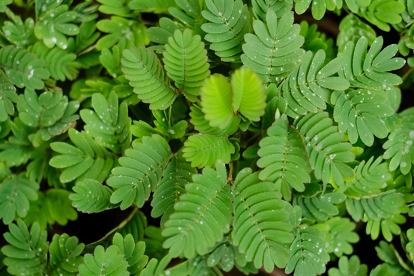 DSCF3996.jpg