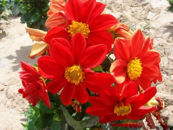 <a href='https://www.lvbad.com/caohuazhongzi/1642.html' target='_blank'>小丽花种子</a>发芽出苗开花图片