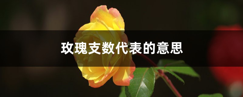 玫瑰支数代表的意思，送11朵还是19朵
