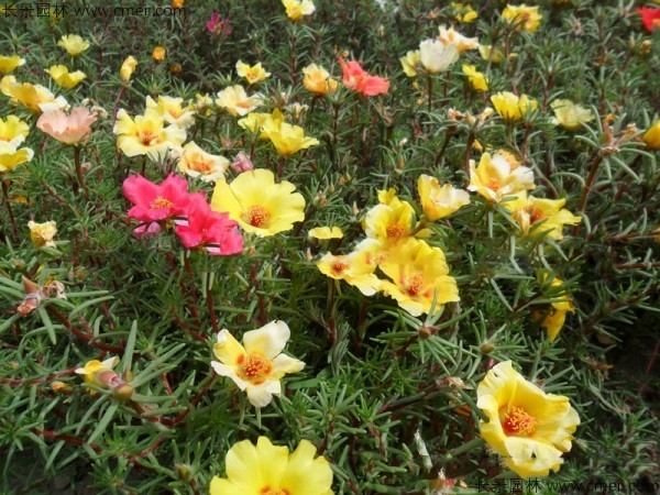 太阳花<a href='https://www.lvbad.com/' target='_blank'>种子</a>发芽出苗开花图片