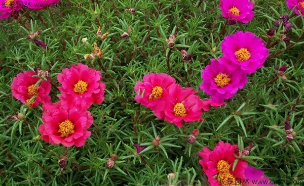 <a href='https://www.lvbad.com/caohuazhongzi/16045.html' target='_blank'>太阳花种子</a>发芽出苗开花图片