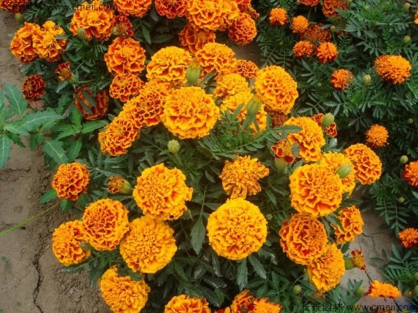 孔雀草<a href='https://www.lvbad.com/' target='_blank'>种子</a>发芽出苗开花图片
