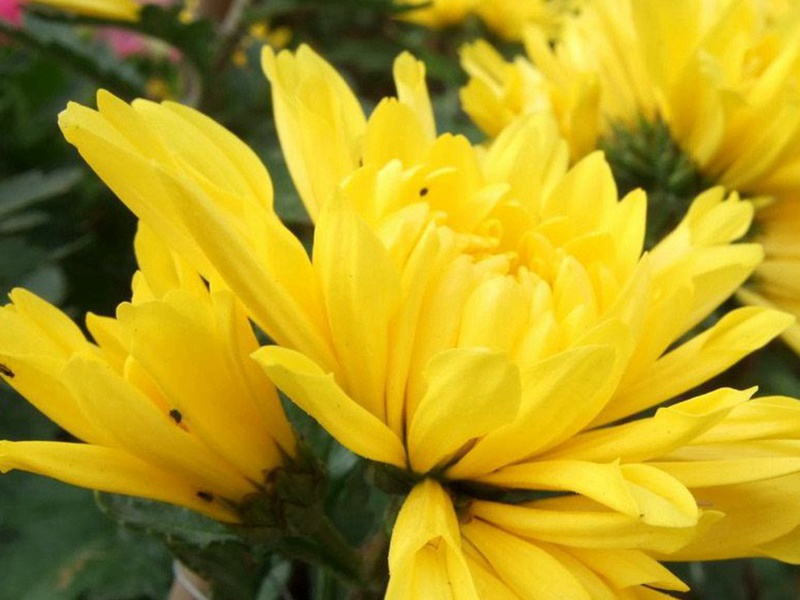 <a href='https://www.lvbad.com/caohuazhongzi/1070.html' target='_blank'>黄金菊</a>