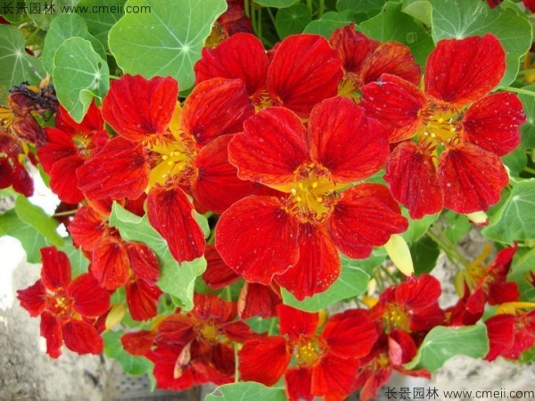 <a href='https://www.lvbad.com/caohuazhongzi/1653.html' target='_blank'>旱金莲种子</a>发芽出苗开花图片