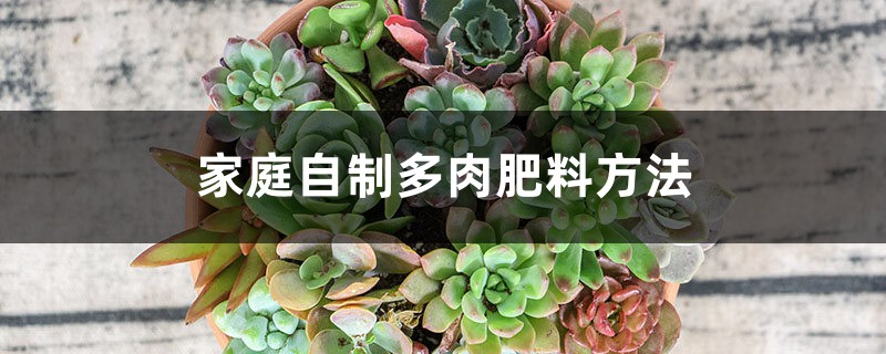 自制多肉肥料多肉植物的肥料如何选