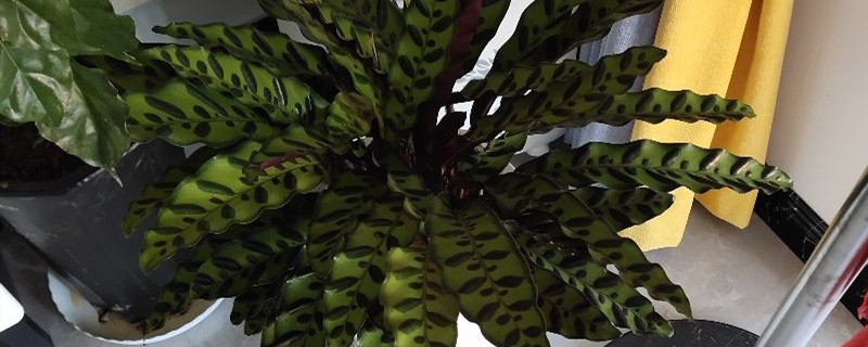 竹芋叶子干枯卷曲竹芋叶子干枯卷曲要不要剪掉