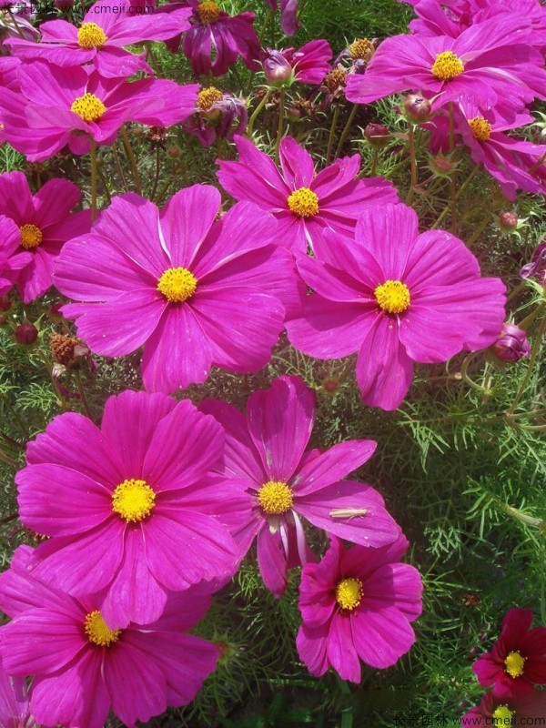 <a href='https://www.lvbad.com/caohuazhongzi/12.html' target='_blank'>波斯菊种子</a>发芽出苗开花图片
