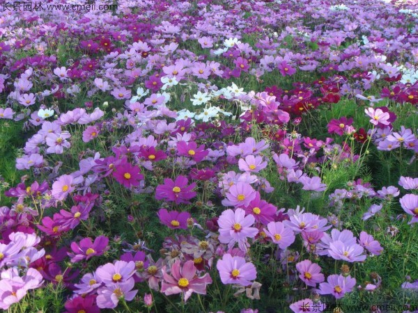 <a href='https://www.lvbad.com/caohuazhongzi/12.html' target='_blank'>波斯菊种子</a>发芽出苗开花图片