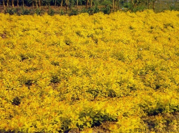 绣线菊<a href='https://www.lvbad.com/' target='_blank'>种子</a>发芽出苗图片