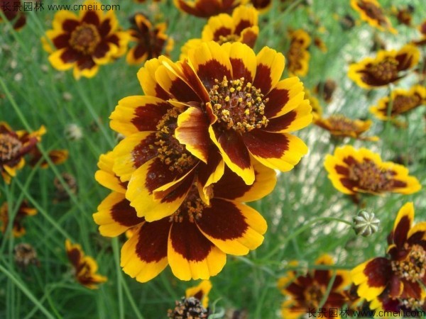 <a href='https://www.lvbad.com/caohuazhongzi/1568.html' target='_blank'>金鸡菊种子</a>发芽出苗开花图片