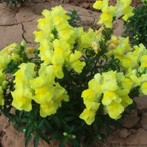 <a href='https://www.lvbad.com/caohuazhongzi/1569.html' target='_blank'>金鱼草种子</a>发芽出苗开花图片