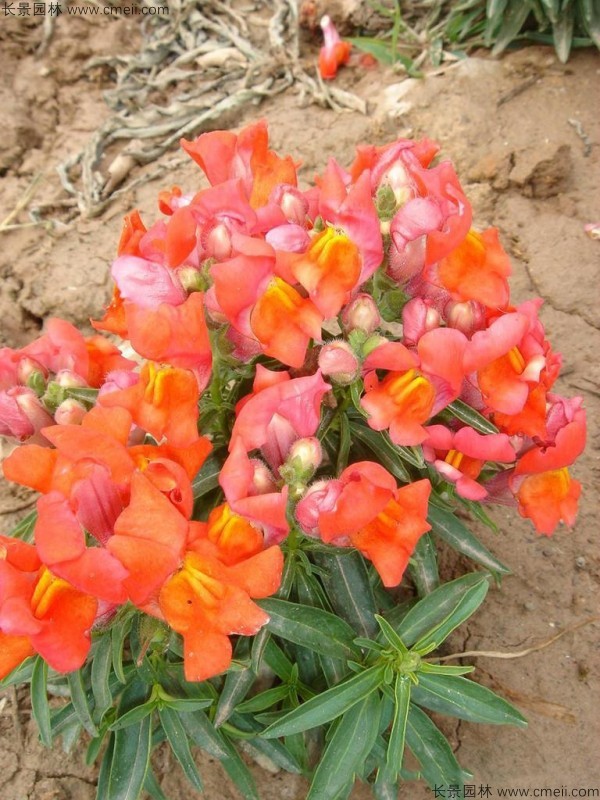 <a href='https://www.lvbad.com/caohuazhongzi/1569.html' target='_blank'>金鱼草种子</a>发芽出苗开花图片