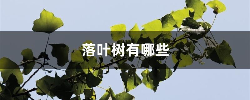 落叶树有哪些
