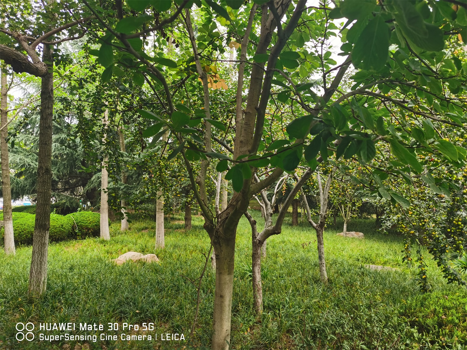 <a href='https://www.lvbad.com/linmuzhongzi/1813.html' target='_blank'>玉兰</a>