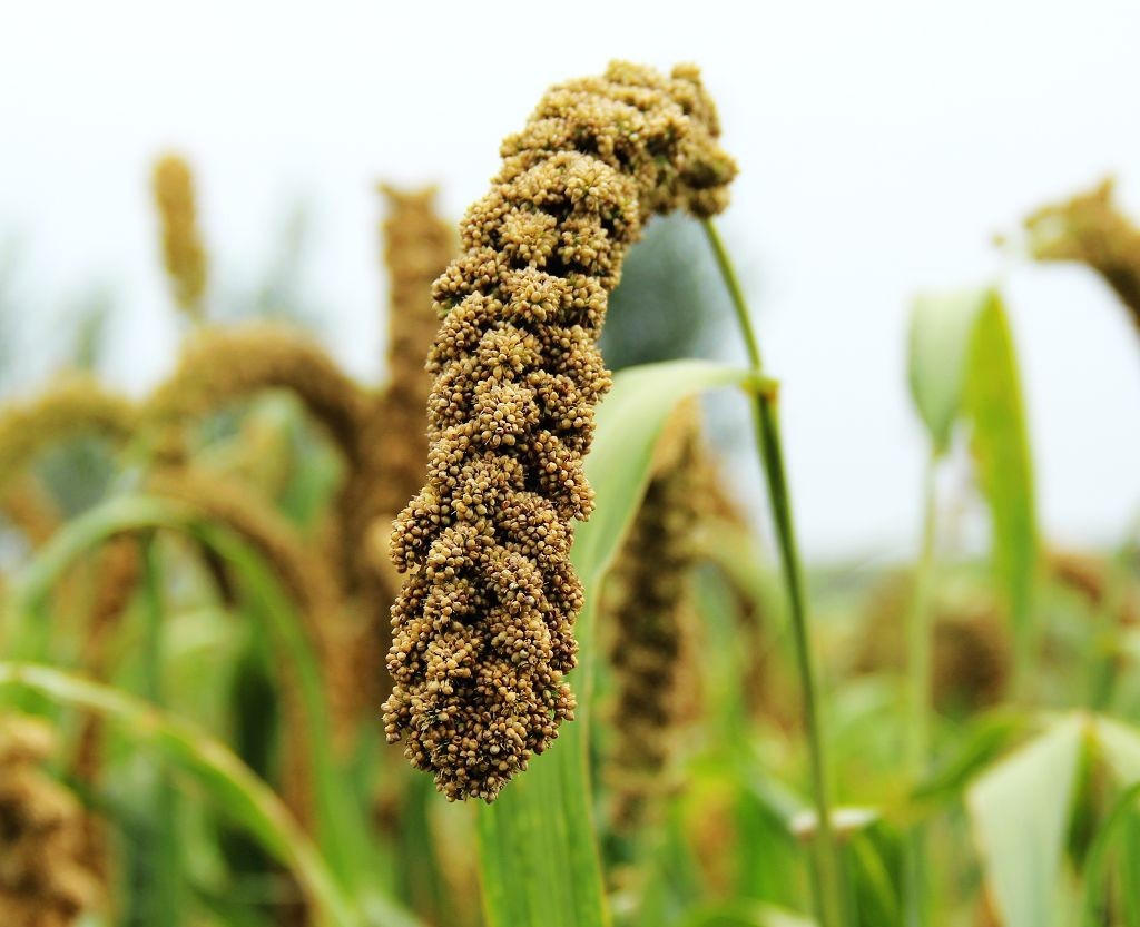一和推动太行红苗谷小米产业发展，为当地农民增收致富“鼓腰包”_互联网_艾瑞网