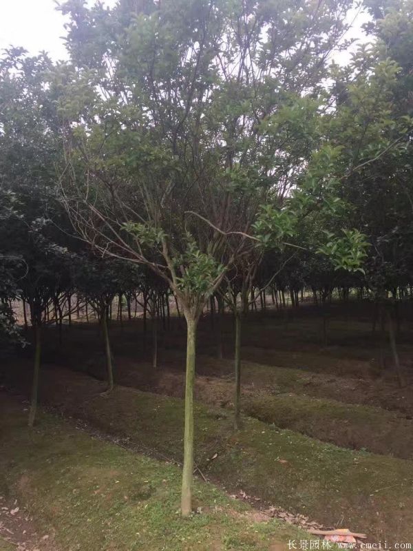 紫薇树图片基地实拍