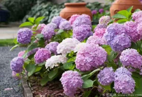 <a href='https://www.lvbad.com/dibeiguanmu/3511.html' target='_blank'>八仙花</a>图片基地实拍