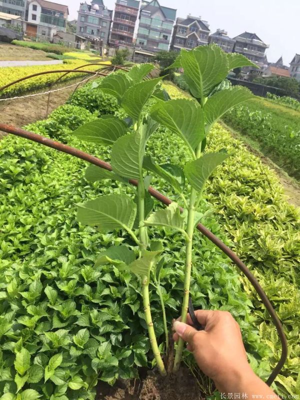 八仙花图片基地实拍