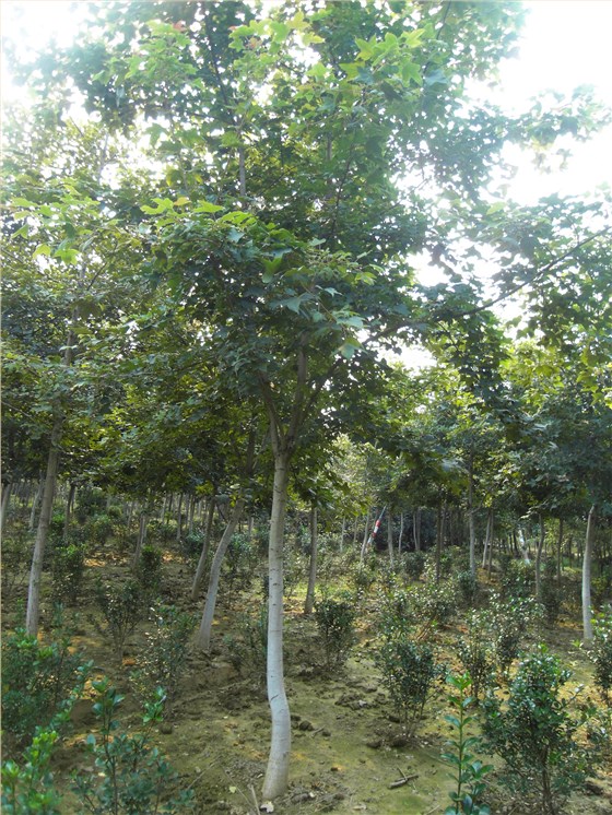 北美<a href='https://www.lvbad.com/linmuzhongzi/1839.html' target='_blank'>枫香</a>