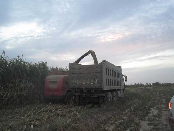 <a href='https://www.lvbad.com/mucaozhongzi/1691.html' target='_blank'>甜高粱</a>6.jpg