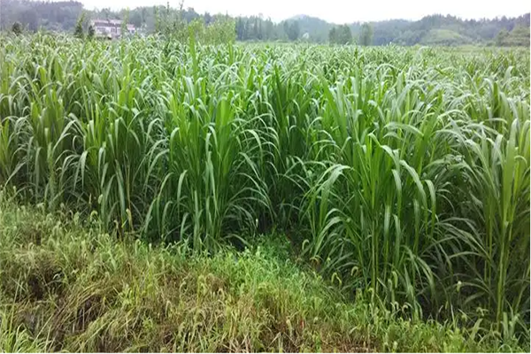 巨菌草