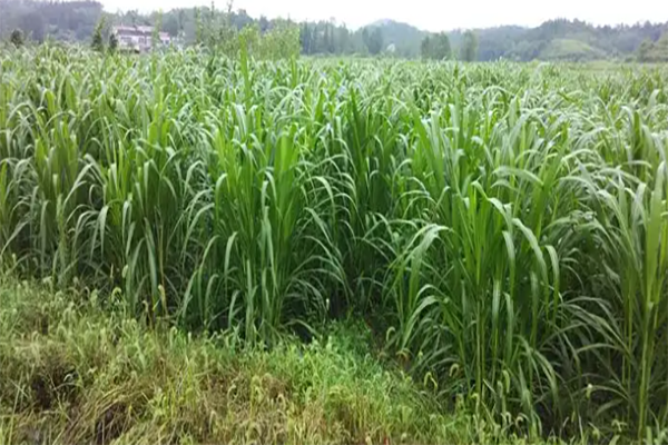 <a href='https://www.lvbad.com/mucaozhongzi/1691.html' target='_blank'>甜高粱</a>