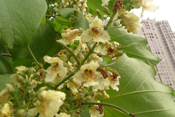 <a href='https://www.lvbad.com/linmuzhongzi/1749.html' target='_blank'>青桐</a>花的花语和寓意