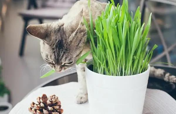 猫草1.jpg