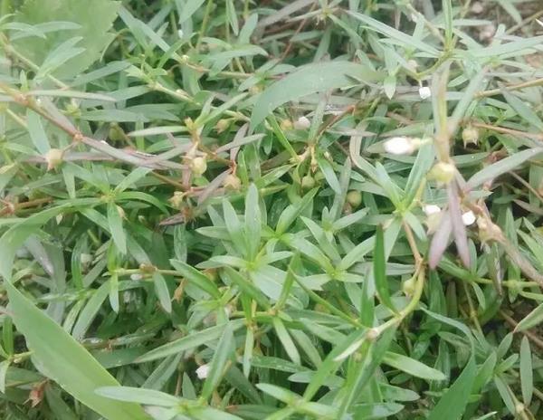 香耳草3.jpg
