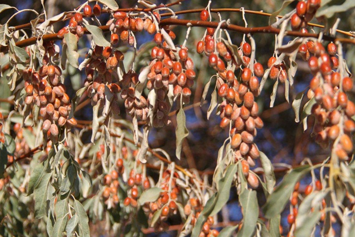 库尔勒哪里有买的沙<a href='https://www.lvbad.com/linmuzhongzi/1814.html' target='_blank'>枣树种子</a>