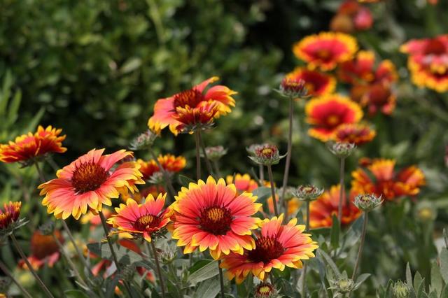 image.jpeg