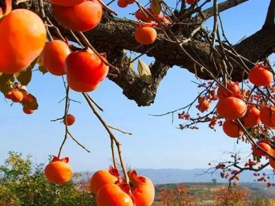柿子树适合在南方种植吗？