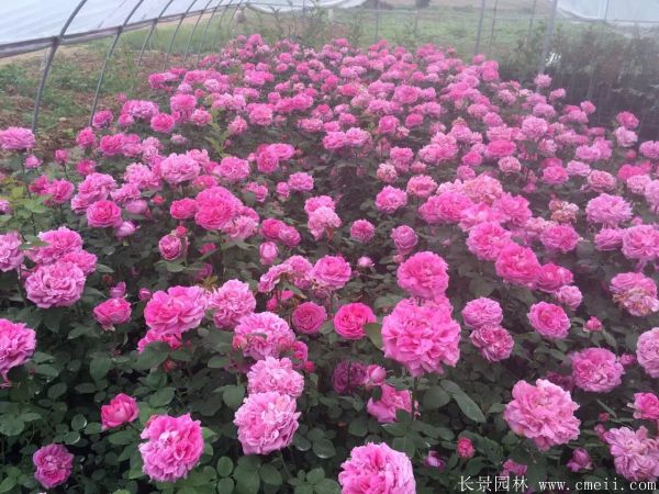 <a href='https://www.lvbad.com/tengbenpanyuanzhiwu/3570.html' target='_blank'>月季</a>花图片基地实拍