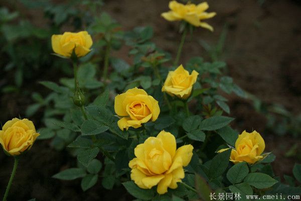 <a href='https://www.lvbad.com/linmuzhongzi/1700.html' target='_blank'>月季花</a>图片基地实拍