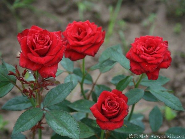 <a href='https://www.lvbad.com/linmuzhongzi/1700.html' target='_blank'>月季花</a>图片基地实拍
