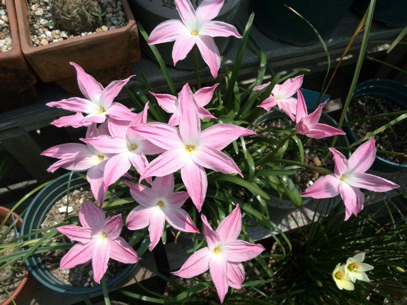 风雨兰一年开几次花