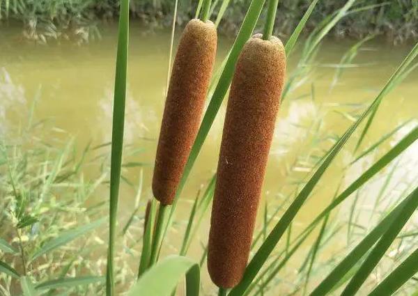 棒棒草1.jpg